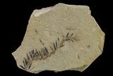 Dawn Redwood (Metasequoia) Fossil - Montana #153694-1